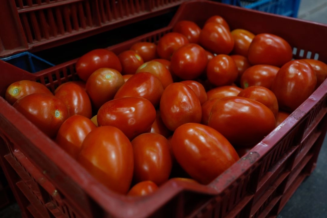 La Sader busca un acuerdo para evitar la aplicación de una cuota compensatoria estadunidense de 20.91 por ciento a las exportaciones de jitomate mexicano. Foto 