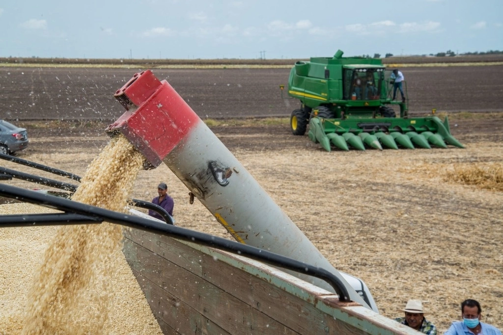 Producción de maíz libre de agroquímicos y de glifosato, en Culiacán. Foto Cuartoscuro / Archivo 