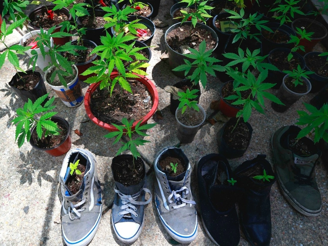 La Cámara de Diputados prevé aprobar el 9 de marzo la minuta del Senado para autorizar el uso lúdico de la mariguana. Foto Alfredo Domínguez / Archivo