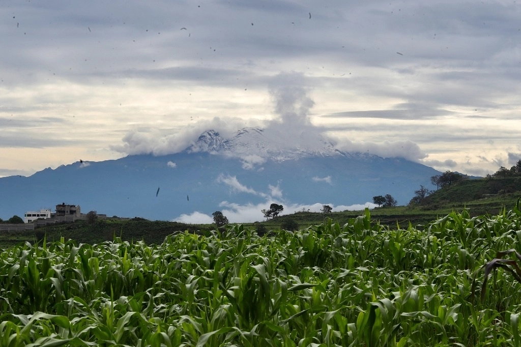 México lleva importando maíz transgénico durante más de 20 años y no se han reportado casos de enfermedades o afectaciones por consumir productos elaborados con ese grano, señala Luis Eduardo González Cepeda, de la la Unión Mexicana de Fabricantes y Formuladores de Agroquímicos. Foto Luis Castillo / archivo 