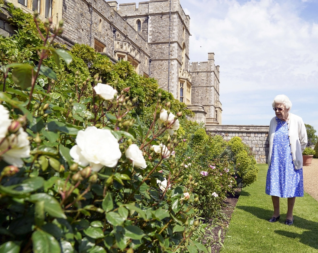 La reina Isabel II celebró la fecha plantando en los jardines del Castillo de Windsor una nueva variedad de rosa nombrada “Duque de Edimburgo” en honor a su esposo. Foto Ap