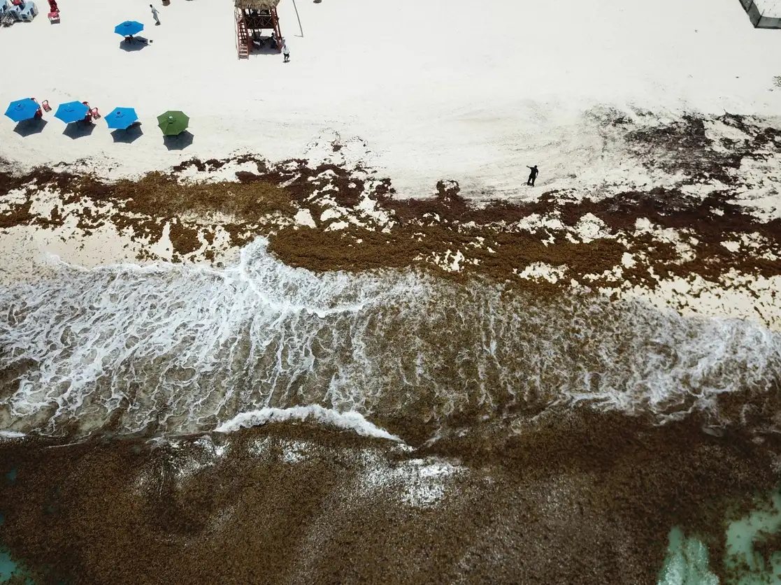 Sargazo en una playa de Cancún, el 23 de junio de 2021. Foto Cuartoscuro