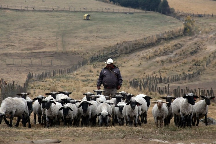 Un pastor guía su rebaño de borregos en la comunidad el Capulín, en la parte sur del Parque Nacional Cumbres del Ajusco. Foto Cuartoscuro / archivo 