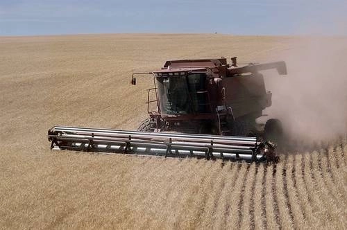 México incrementó la producción de trigo. Foto Ap/ Archivo