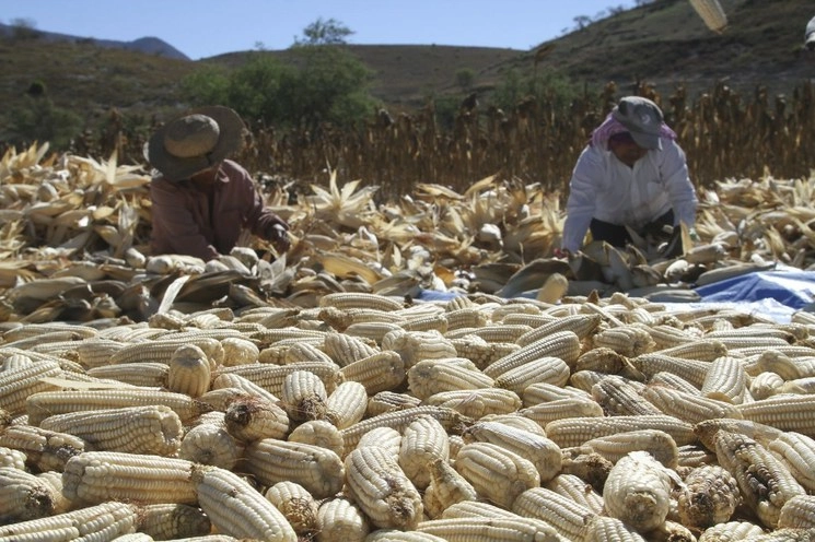 La operación del programa Producción para el Bienestar se ha agilizado para amortiguar los efectos económicos de la cuarentena por Covid-19. Foto Cuartoscuro