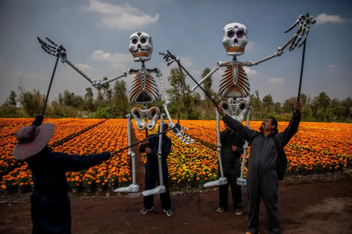 La temporada de venta de la tradicional flor del Día de Muertos comenzará este sábado con 6.3 millones de plantas. Al presentar el Sendero de las almas, en el pueblo de San Luis Tlaxialtemalco, Xochimilco, la jefa de Gobierno, Clara Brugada, hizo un llamado a consumir los productos que se obtienen del suelo de conservación. Foto 
