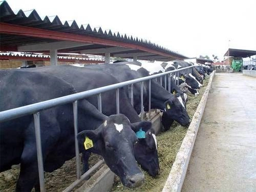 Los estanques con los desechos de los animales son un caldo de cultivo de enfermedades: se pueden encontrar más de cien patógenos diferentes causantes de padecimientos en los humanos, señaló la organización. Foto Aldo Falcón / Archivo
