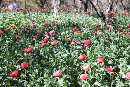 Campo de amapola en la sierra de Guerrero. Foto Sergio Ocampo / Archivo
