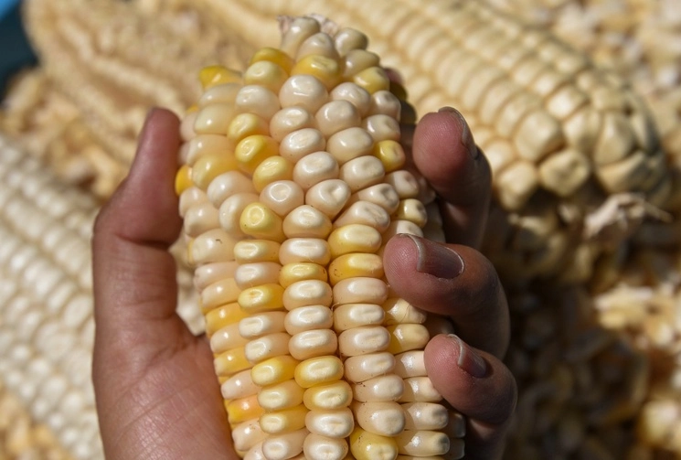 El aumento de costos para el cultivo en maíz fue de 35 por ciento, por el aumento de los créditos, la desaparición de la financiera y la alta inflación. Foto Cuartoscuro / Archivo 