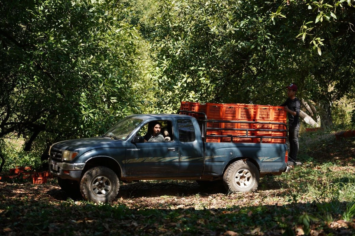 Productores de aguacate de Michoacán en imagen de archivo. Foto 