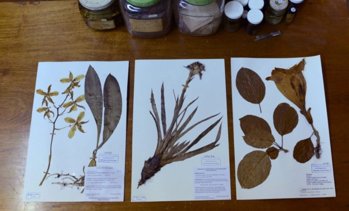 El delegado de la Profepa en Sinaloa, reconoció que esta situación no es exclusiva de la UAS, debido a que saben que otras universidades y centros educativos en la entidad mantienen colecciones científicas-flora, fauna, peces o invertebrados- sin registrar. Foto

