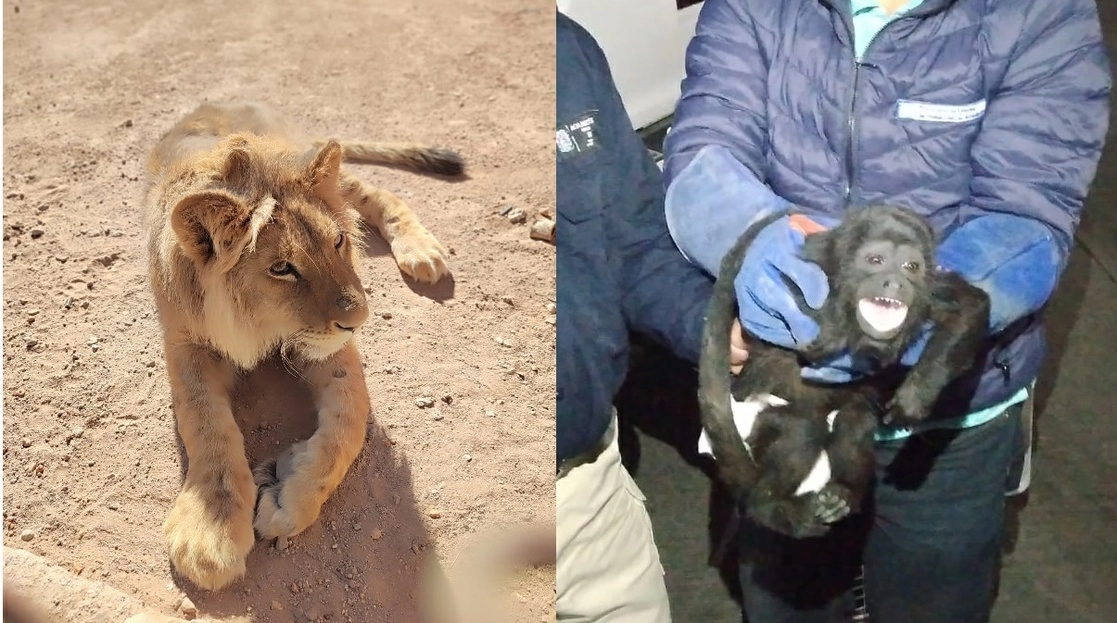 El león y el mono aullador se encuentran en buenas condiciones y en resguardo de la autoridades estatales. Foto cortesía SSP de Aguascalientes