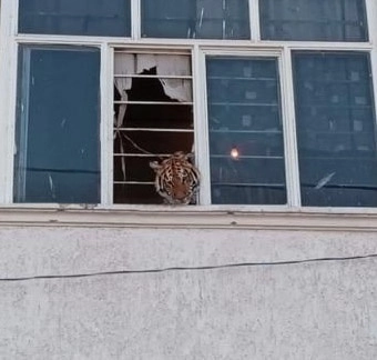 Vecinos del lugar denunciaron que un tigre se asomaba por la ventana de un domicilio. Foto Profepa