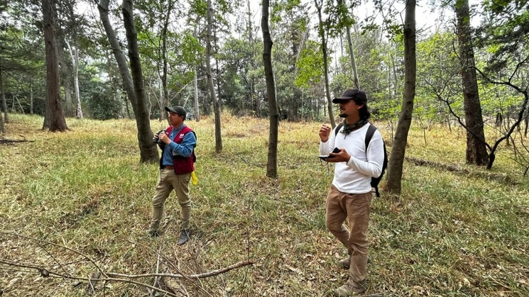 El área técnico operativo del Parque Ecológico de la Ciudad de México, informó que desde 2021, el Programa de Monitoreo de la Biodiversidad de la Ciudad de México, ha permitido detectar entre otras especies: el lince americano, zorra gris, coyote, venado cola blanca. Foto Bertha Teresa Ramírez