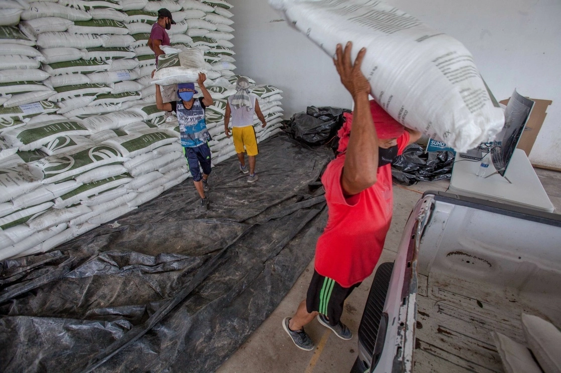 El programa Fertilizantes para el Bienestar, entregó hasta septiembre a 717 mil 570 productores de pequeña escala el insumo en forma directa para destinarlo a alrededor de 900 mil hectáreas en los nueve estados donde este año opera. Foto Cuartoscuro / Archivo 