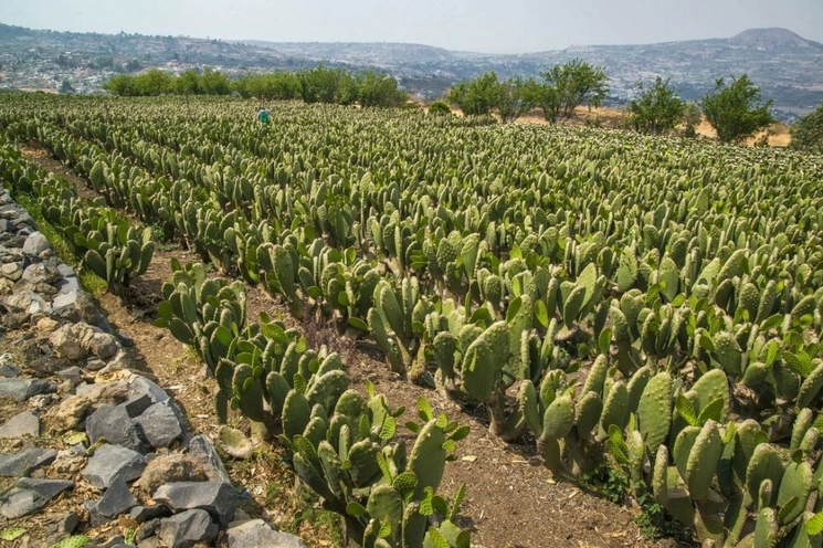 La mayoría de los recursos asignados a productores de Milpa Alta en 2022, 63 millones 900 mil pesos, se etiquetaron para el cultivo de nopal. Foto Cuartoscuro / Archivo
