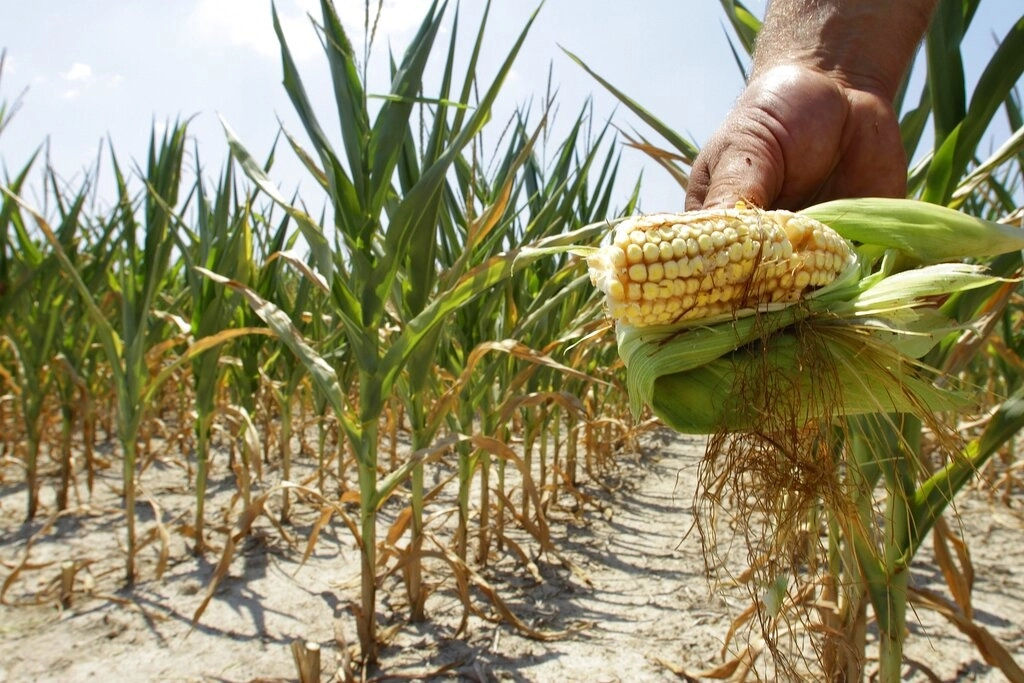 Mazorca de maíz en imagen de archivo. Foto Ap