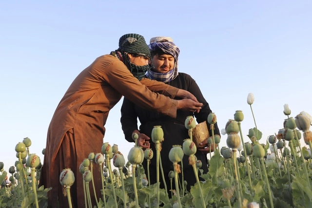 Afganistán produce más opio que todos los países productores juntos y la prohibición afectará la frágil economía de la nación. Foto Ap

