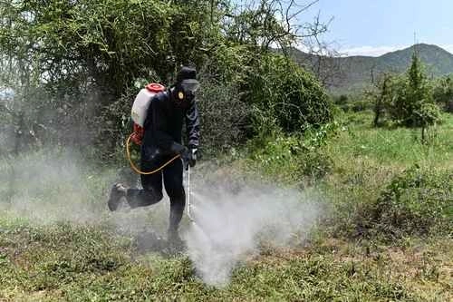 México, como muchos países con leyes laxas en la materia, no prohíbe el uso de plaguicidas que han sido relacionados con enfermedades graves en humanos, por ejemplo cáncer. Al igual que en Kenia (en la imagen) jornaleros aplican en el país sustancias con alta toxicidad. Foto Afp