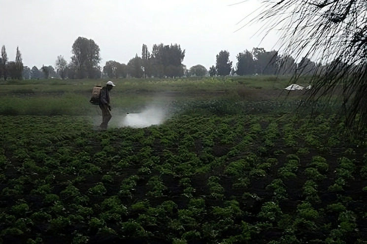 La prohibición de uso de plaguicidas para el sector agrícola en México que proponen varias iniciativas legislativas impactaría en la población más vulnerable del país, pues no sólo habría menos producción de alimentos, sino que los precios de los productos del campo aumentarían. Foto ‘La Jornada’ / Archivo