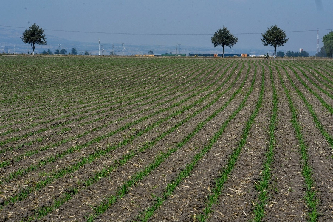 Producción agrícola en el Valle de Toluca. Foto Cuartoscuro / archivo