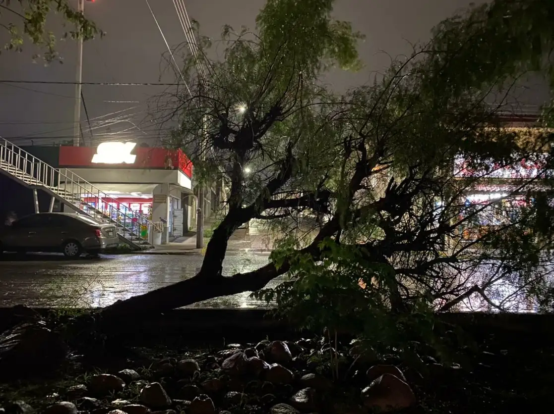 La fuerza de la lluvia registrada en anoche en Aguascalientes tiró árboles en distintos puntos de la capital. Foto Claudio Bañuelos 