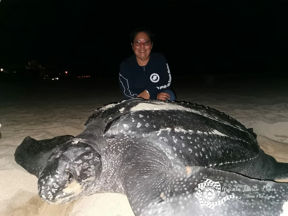 La bióloga marina Graciela Tiburcio Pintos y personal del hotel Ventanas vigilaron a una tortuga laúd, especie en peligro de extinción, que desovó la madrugada del martes unos 110 huevos en una playa de Los Cabos, Baja California Sur. Este destino turístico cuenta con una red de conservación de quelonios que cumple estándares internacionales. Foto cortesía de Graciela Tiburcio