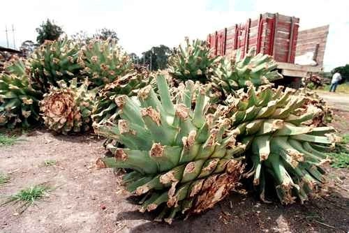 Las bebidas destiladas o licores se producen de manera tradicional en 26 entidades federativas a partir de por lo menos 39 especies de agave. Foto La Jornada