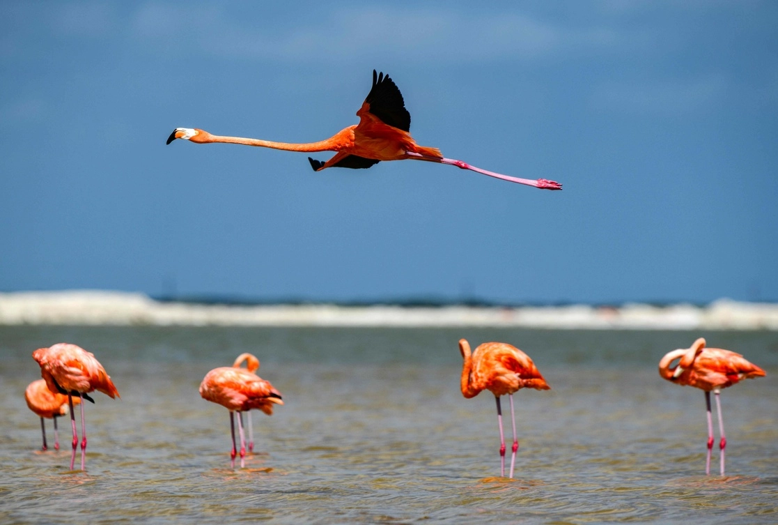 Flamencos rojos en la reserva de la biosfera río Lagartos, en Yucatán. Foto Afp