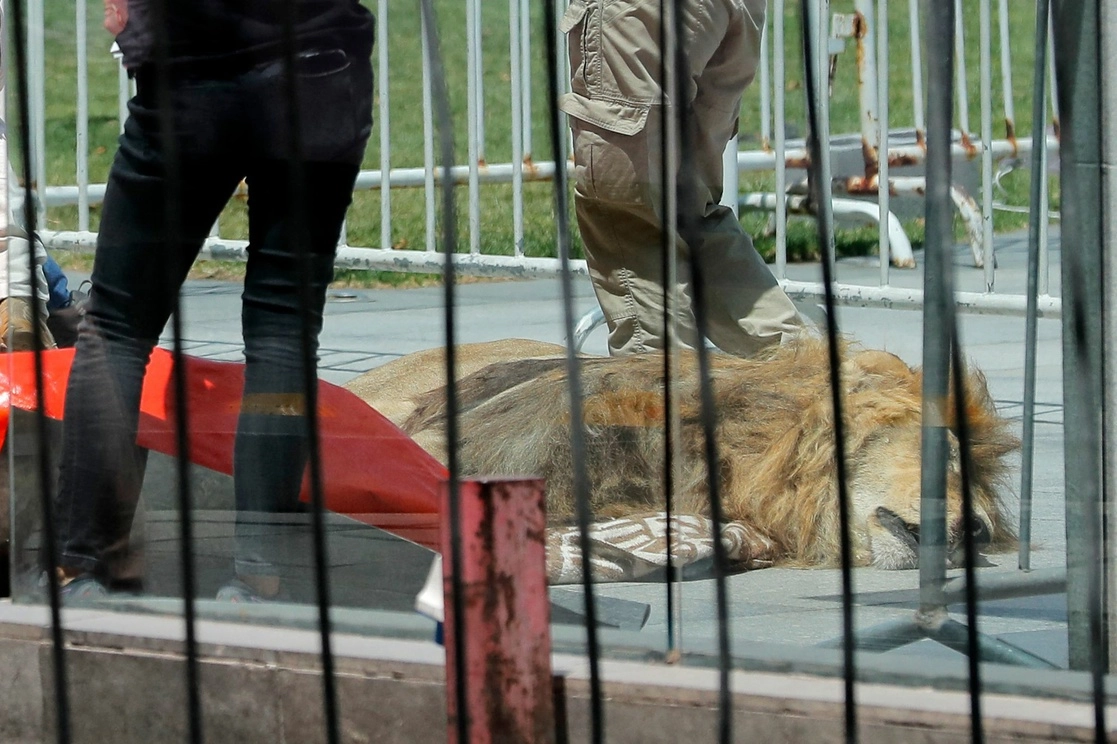 Representantes del zoológico de dejaron al felino como protesta contra el Servicio Agrícola y Ganadero de Chile (SAG) y el gobierno frente al Palacio Presidencial La Moneda en Santiago el 20 de enero de 2023. Foto Afp
