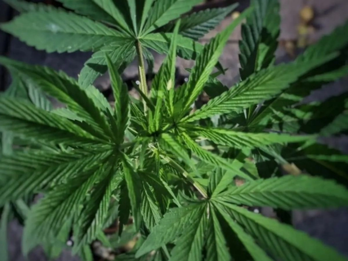Planta de cannabis en imagen de archivo. 