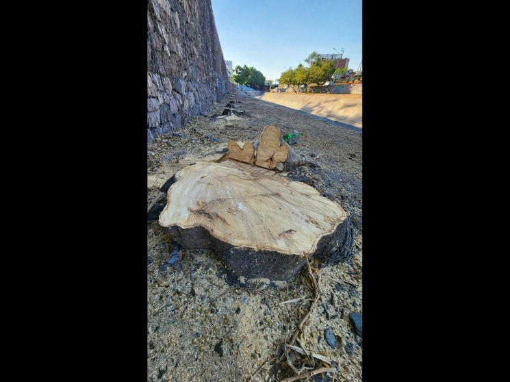 Como parte de los trabajos de la segunda etapa de la ampliación de la vialidad Malecón del Río, el ayuntamiento de León, Guanajuato, cortó 63 árboles. Foto Carlos García 



