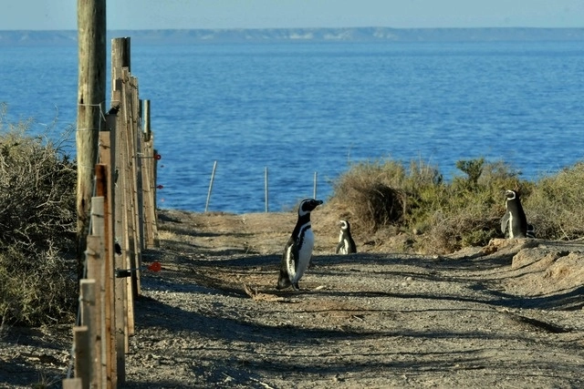 Un pingüino camina en la Reserva Nacional Punta Tombo en la provincia de Chubut, Argentina. Foto Afp