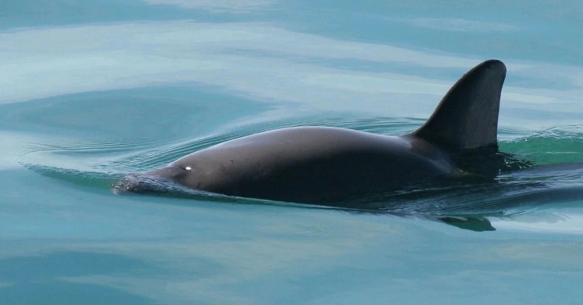 Vaquita marina en imagen de archivo. Foto