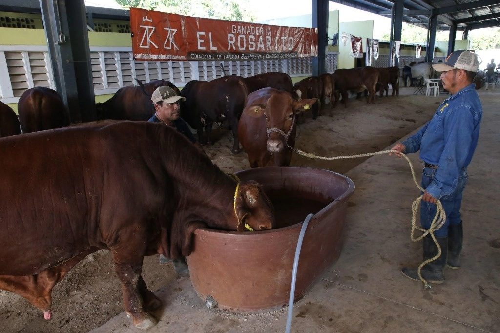 El consumo de la pulpa de oliva puede ser utilizado como una alternativa para la viabilidad de la ganadería bovina. Foto Cuartoscuro / Archivo