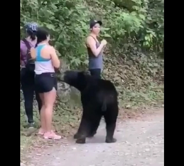El oso se cruzó con tres paseantes en el Parque Nacional “El Chipinque”, en Monterrey, Nuevo León. Captura de pantalla de video difundido en Internet