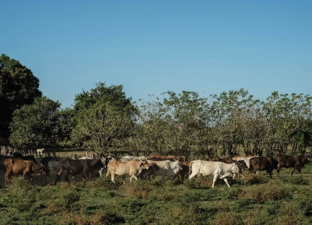 Gracias a la humedad registrada, los productores han podido recuperar los abrevaderos y preparar la tierra para futuras siembras de zacate, un forraje esencial para la alimentación del ganado