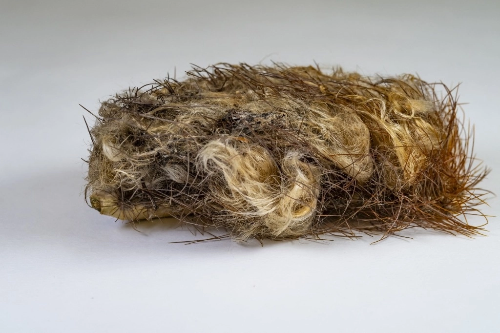 Una rara especie de cactus arbóreo se extinguió en el estado de Florida por el aumento del nivel del mar en EU, la primera especie en desaparecer por esta causa derivada del cambio climático, indicaron investigadores el 9 de julio de 2024. Foto Jeff Gage / Museo de Historia Natural de Florida / Afp