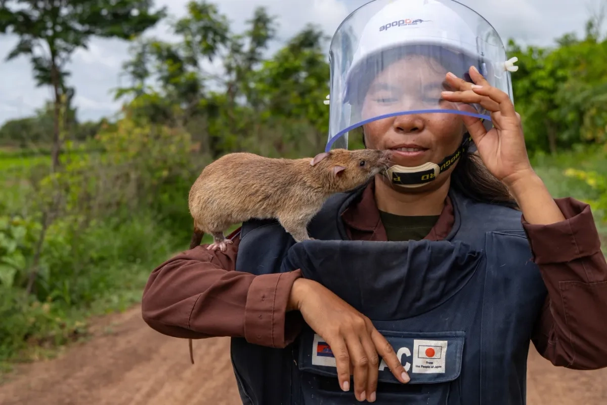 Las ratas de Gambia avanzan ágilmente por los campos para señalar a sus entrenadores cuando detectan el olor del TNT, utilizado en la mayoría de las minas terrestres. Foto 