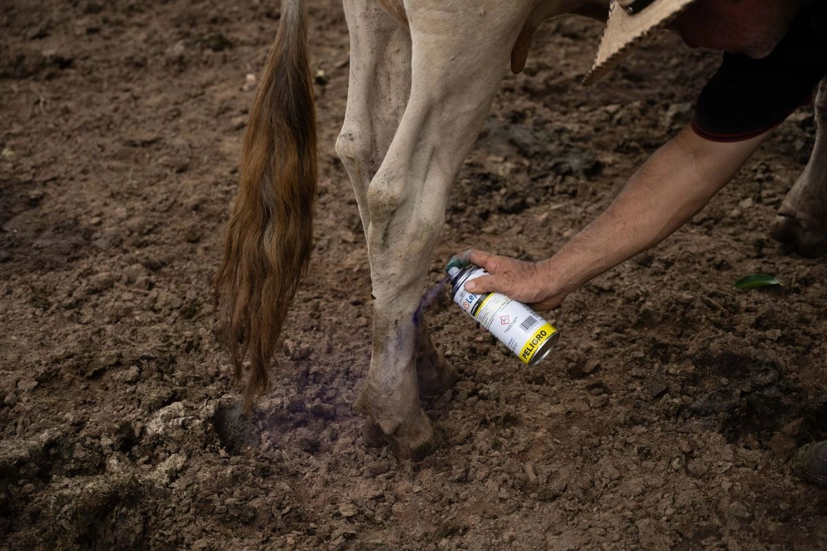 Ganado en Cintalapa, Chiapas, en imagen del 12 de julio de 2025. Foto 