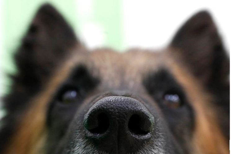 Los retos a cumplir están el regular las adopciones y a los autonombrados “rescatistas independientes”. Foto Ap