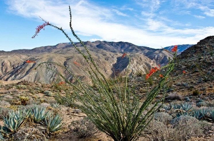 Aspectos del desierto de California. Foto archivo