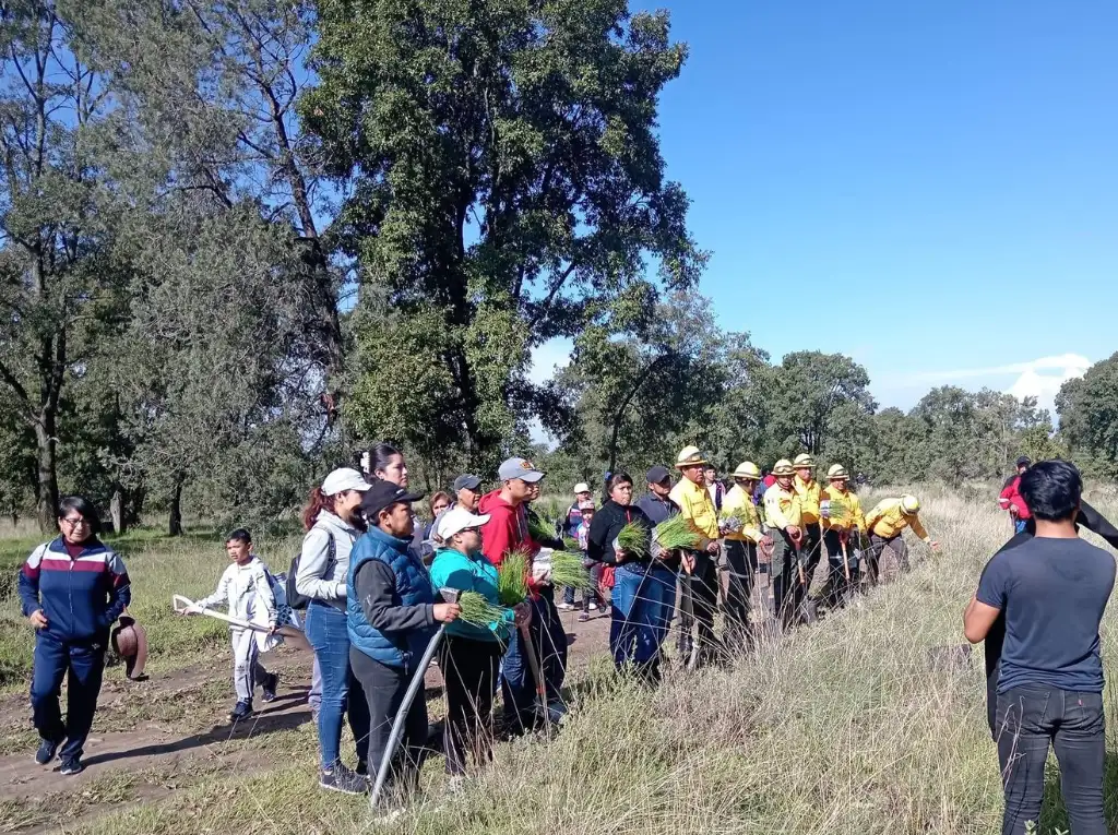 Se plantaron 6 mil 350 árboles, arbustos y herbáceas, con el apoyo de 120 brigadistas y técnicos del programa Altépetl. Foto X @CONAFOR