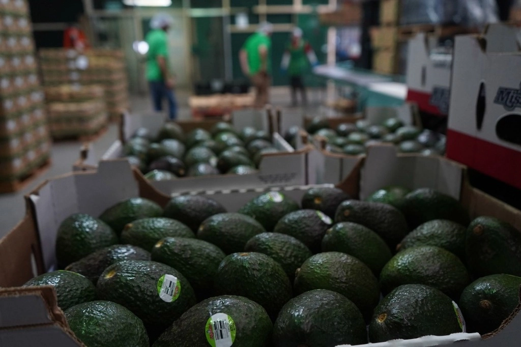 Michoacán es el estado mexicano líder en producción de agroexportación, dijo el gobernador, Alfredo Ramírez Bedolla. Foto Juan José Estrada Serafín / Cuartoscuro / La Jornada / Archivo