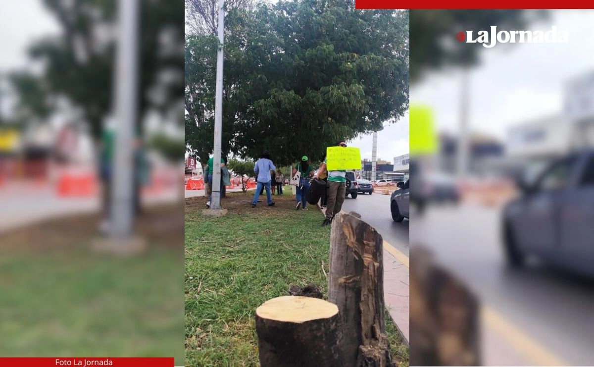 Pobladores de Torreón, Coahuila, se manifestaron para exigir a las autoridades frenar la tala de árboles en el bulevar Independencia de esa demarcación. Foto