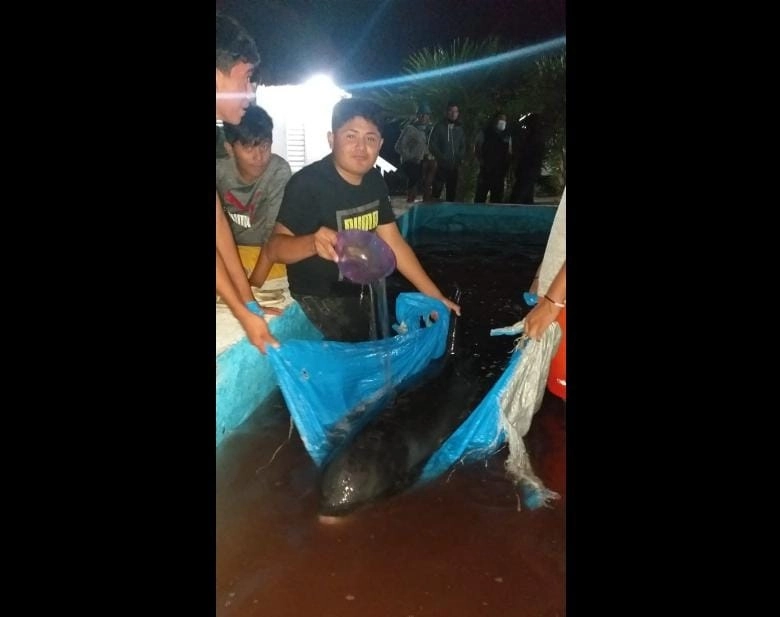 Entre ecologistas y expertos, la orca fue colocada en un contenedor y trasladada a la reserva estatal ecológica de Dzilam de Bravo. Foto Luis A. Boffil Gómez