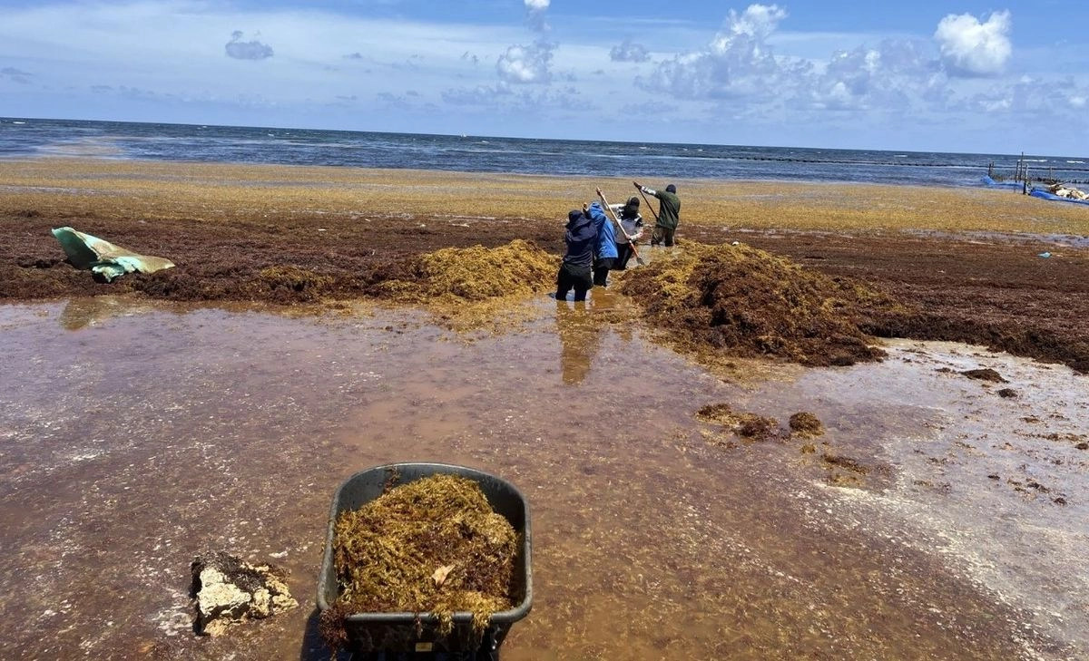 Secretaría de Marina informó que este trabajo lo llevan a cabo 71 elementos de la Armada y 80 civiles que desarrollan sus actividades en el Puerto de Mahahual. Foto cortesía 