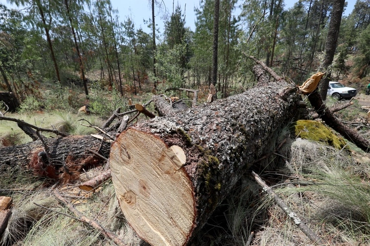 El bosque del paraje La joya del gato, ubicado en los límites de la alcaldía Tlalpan y el estado de Morelos, afectado por la tala ilegal. Foto Roberto García Ortiz / Archivo 