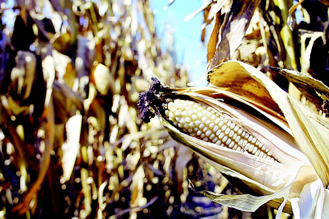 El organismo insistió en que el uso de maíz genéticamente modificado y el uso correcto del glifosato no causa daños a la salud; como ha demostrado por décadas su consumo y los estudios científicos realizados en EU, Canadá, Brasil y la Unión Europea. Foto Roberto García Ortiz / Archivo 