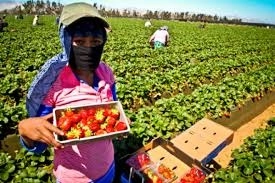 Trabajadora agrícola en imagen de archivo. Foto La Jornada


